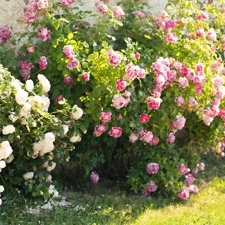 L'orchidée Сasa de vacaciones Vinay (Marne)