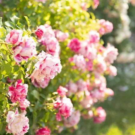 Дом отдыха L'orchidee