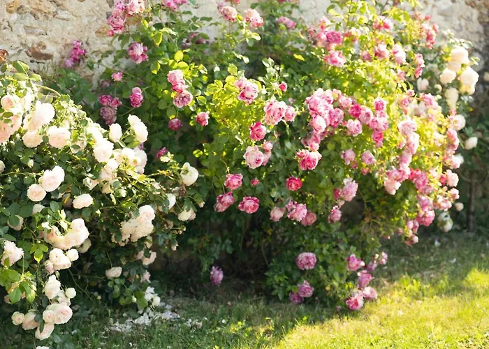 L'orchidee Holiday home Vinay (Marne)